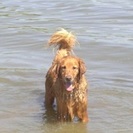 Boston's Walk N' Wag