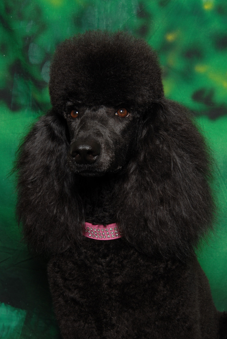 fetching styles dog grooming salon