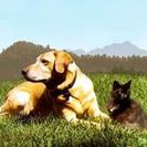 Fantastic Dog and Cat Sitting Service