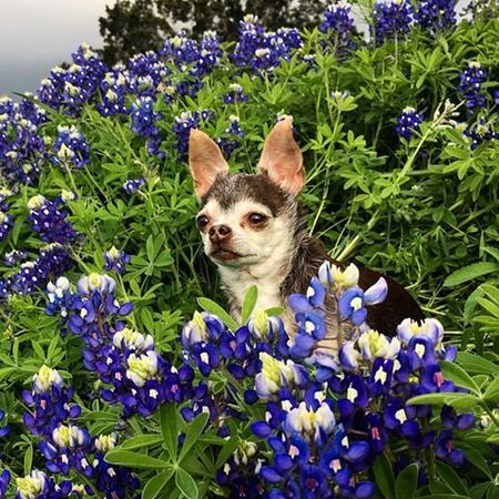 happier at home dog walking