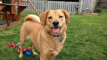 pampered pups dog sitting