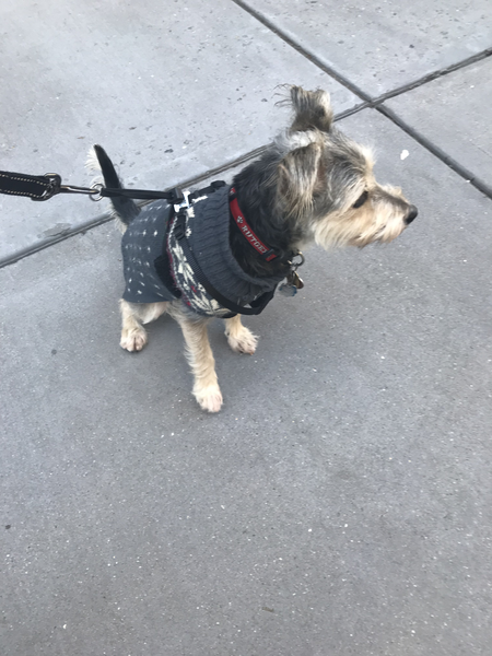 happy paws and claws