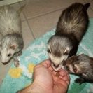 Home Sweet Home Pet Care