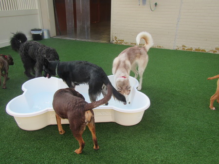 bow wow doggie day camp