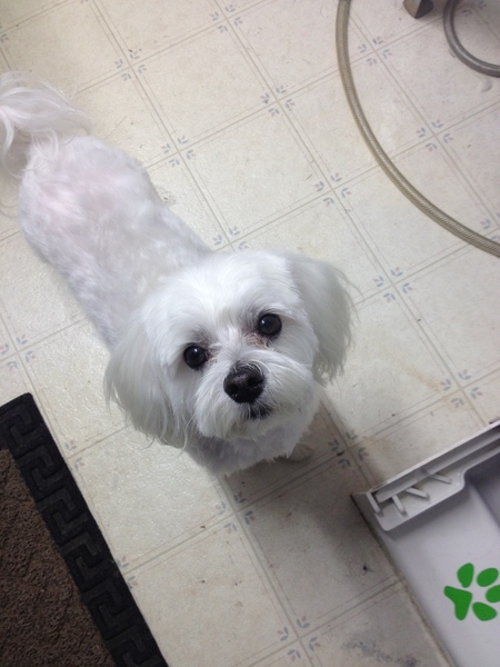 marks mobile dog wash