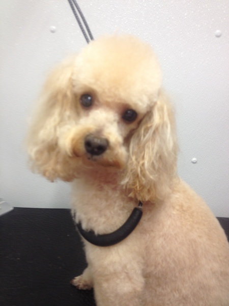 marks mobile dog wash