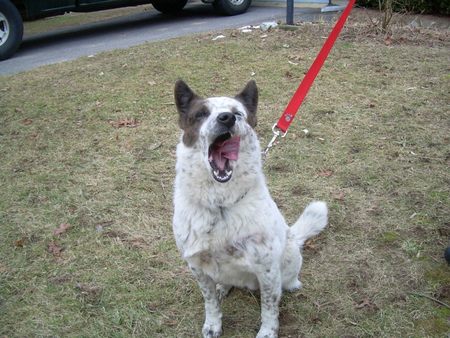 happy trails and waggin tails