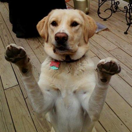 happy dogs waggin tails