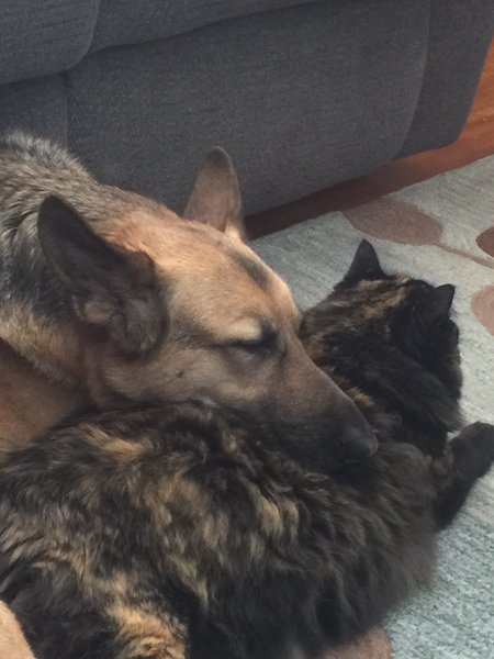 loving care pet sitting