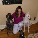 House of Dog Training