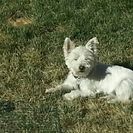 Fun Times With Fido, LLC