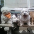 VIP Canine