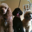 Steph's Cute Critter Cuts