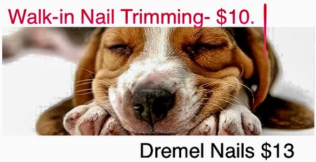 burlane cat and dog boutique