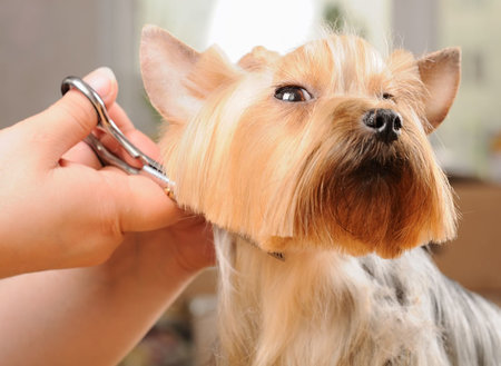 Mobile Dog Grooming of Simi Valley Thousand Oaks - Care.com Simi Valley, CA