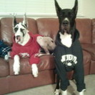 Happy Tails Petsitting