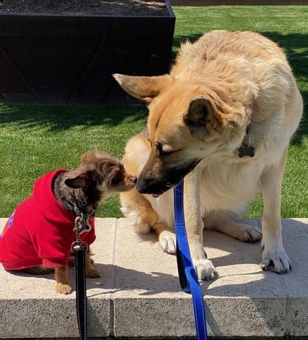 new leash on life dogs