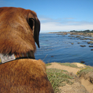 WalkStayPlay Pet Sitting and Dog Walking