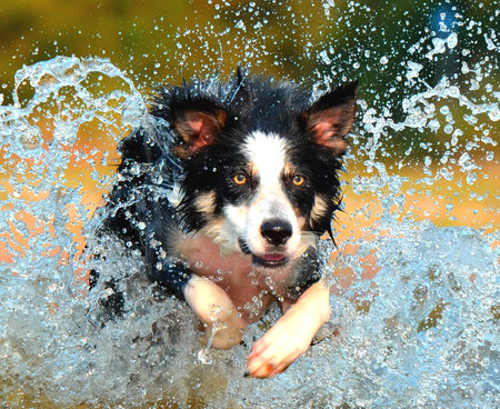 family dog training llc