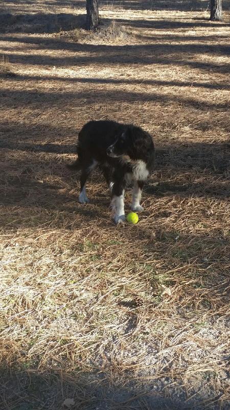 stay and play doggy daycare