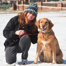 Healthy Hounds Dog Walking, Watching & Exercise