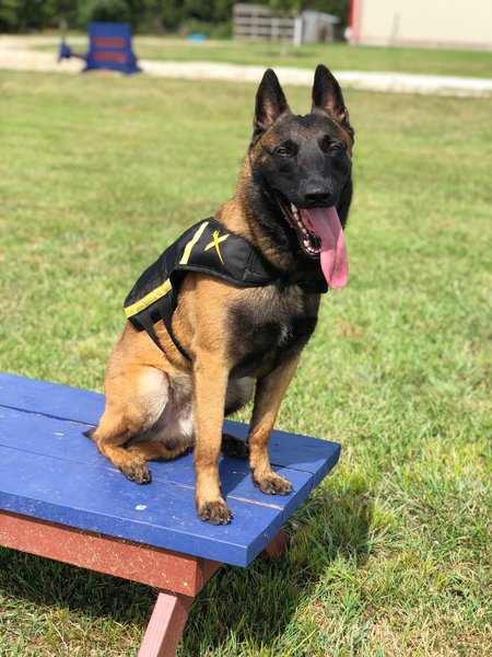 joint forces k9 group