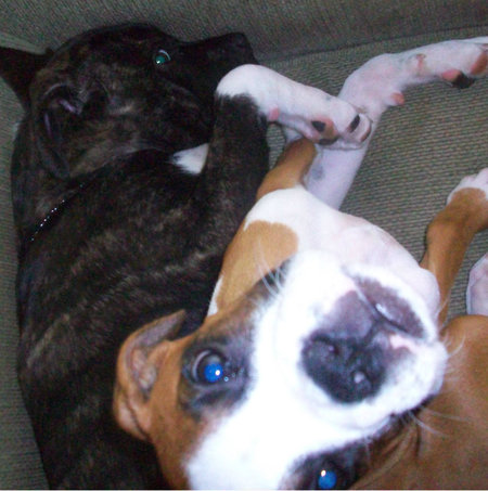 wet noses mobile grooming prices