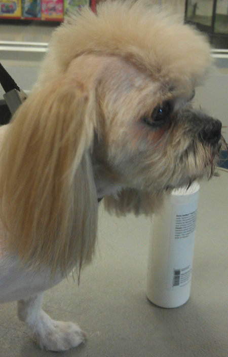 wet noses mobile grooming prices