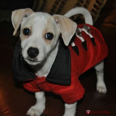 purrfect pet transport