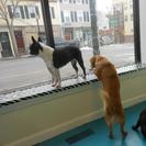 Boston Dog Company
