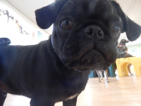 gone to the dogs daycare