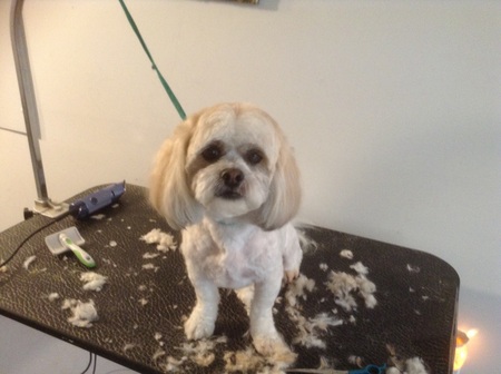 laura's pet grooming