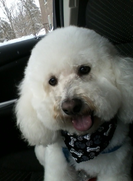 laura's pet grooming