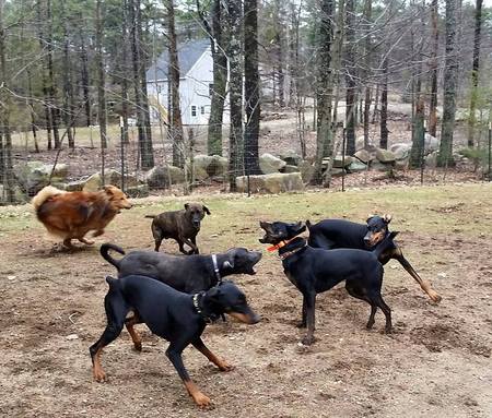 mannerly mutts dog training