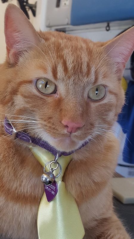 clean paws mobile grooming