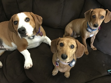 pampered pups dog sitting