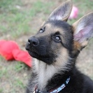 Loyal K-9