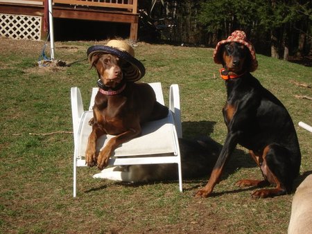 mannerly mutts dog training