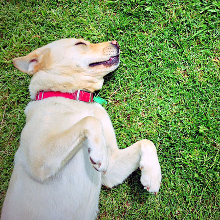 Miami Pet Sitters - Care.com Coral Gables, FL