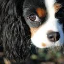 Fetch Pet Care of South and West Pittsburgh