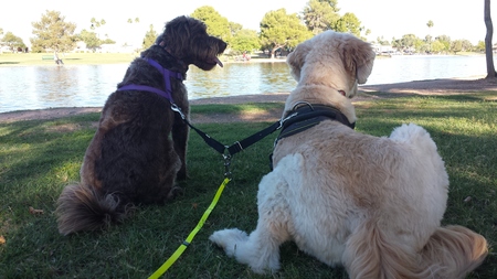 happy hounds pet care