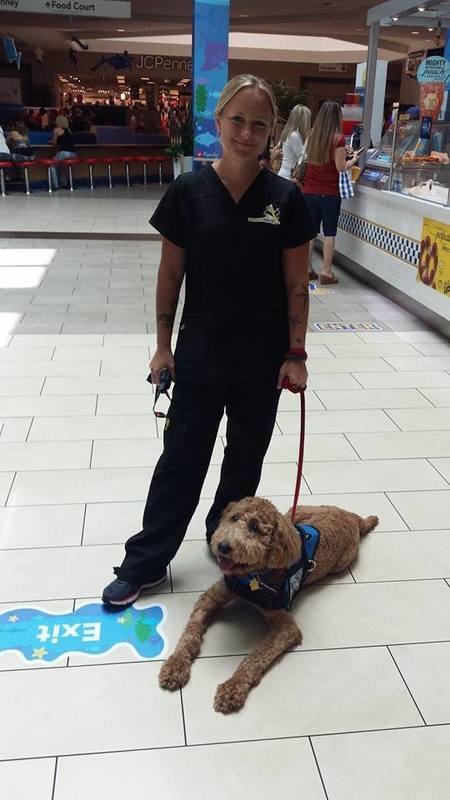dog training st petersburg fl dog training st petersburg fl