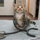 Happy Tails Veterinary Emergency Clinic