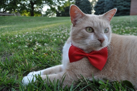 Pawsonal Concierge Care Com Hershey Pa