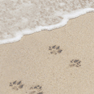 Paws On The Beach