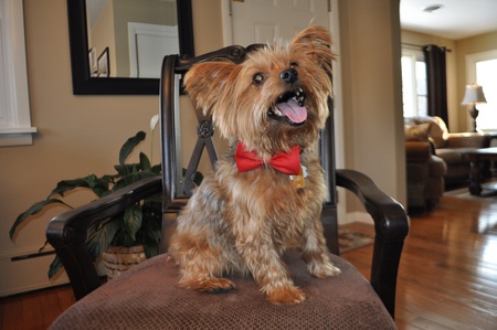 Pawsonal Concierge Care Com Hershey Pa