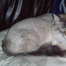 Pawsitive in home pet care