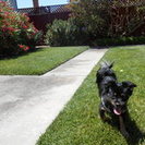 Fuzzy Paws Premier Pet Care