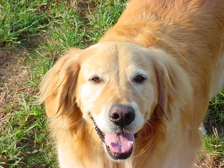 Creature Comforts Pet Services Care Com Joplin Mo