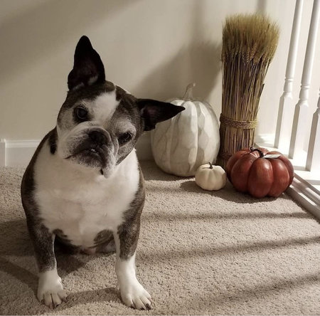 home sweet home pet care